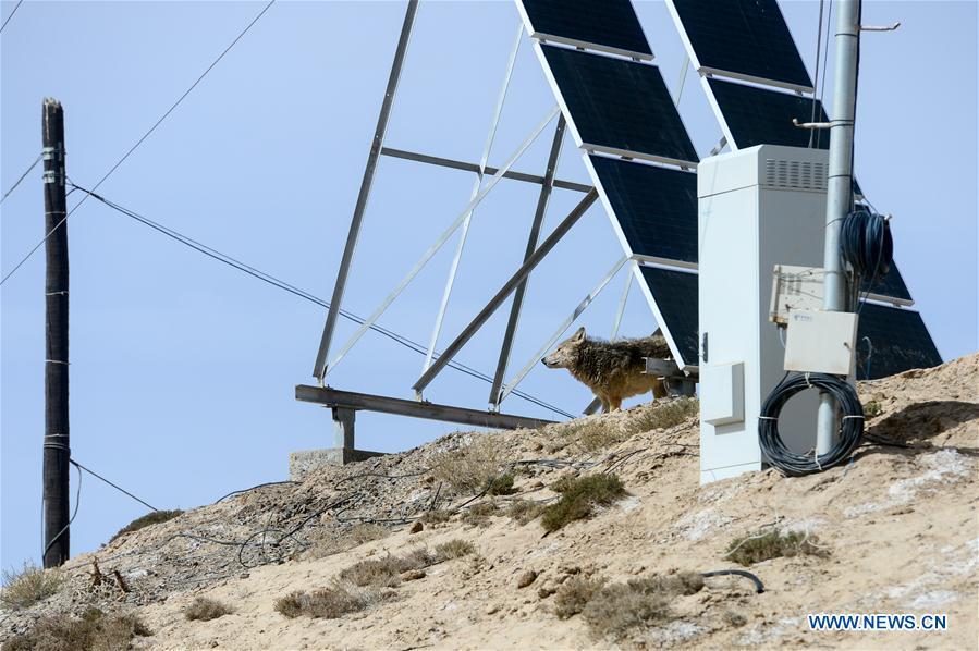 Photo taken on May 18, 2019 shows a wolf in the Altun Mountains, northwest China\'s Xinjiang Uygur Autonomous Region. There is a nature reserve covering 45,000 square kilometers of the Atlun Mountains, which are home to many wild lives. A lot of effort has gone into environmental protection in Altun over the past few decades. Ecosystems have regenerated on the nature reserve since it was set up in the 1980s to keep poaching, illegal trespassing and mining at bay. Some 400 km away from the uninhabited reserve, 3,000 meters above sea level, the workers are building a railway connecting cities in the northwestern provinces of Xinjiang and Qinghai. They get along quite well with unlikely neighbors. (Xinhua/Ding Lei)