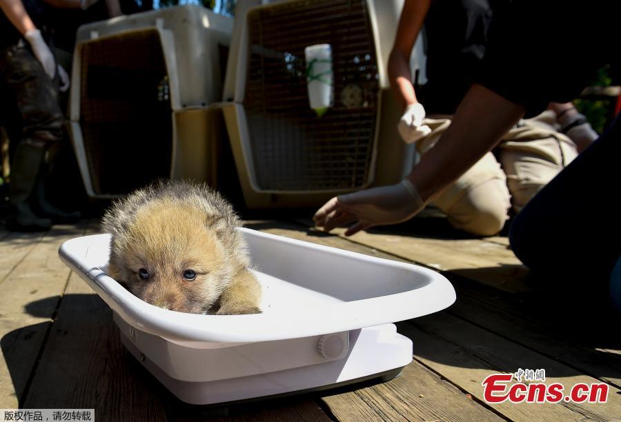 One of the seven Artic white wolf cubs is weighed on May 23, 2019 at the zoological park of Amneville, during a general auscultation including a deworming, a weighing and a tagging.(Photo/Agencies)