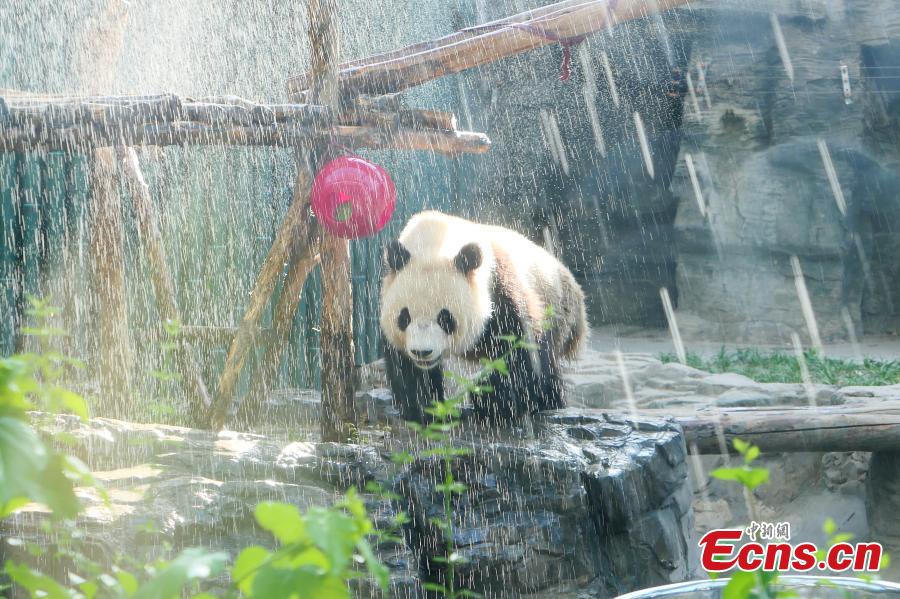 A giant panda is pictured enjoying a shower at Beijing Zoo on May 23, 2019 as the temperature in the city climbed up to 37 degree Celsius, the highest of the year so far. The zoo showers the Panda or sprays its house regularly to help the animal cope with the hot weather. (Photo: China News Service/Fan Jiashan)
