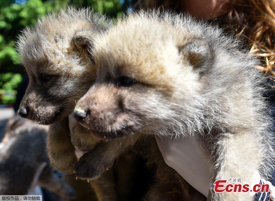 A zoo staff member takes care of two of the seven Artic white wolf cubs on May 23, 2019 at the zoological park of Amneville after an auscultation, a deworming, a weighing and a tagging. (Photo/Agencies)
