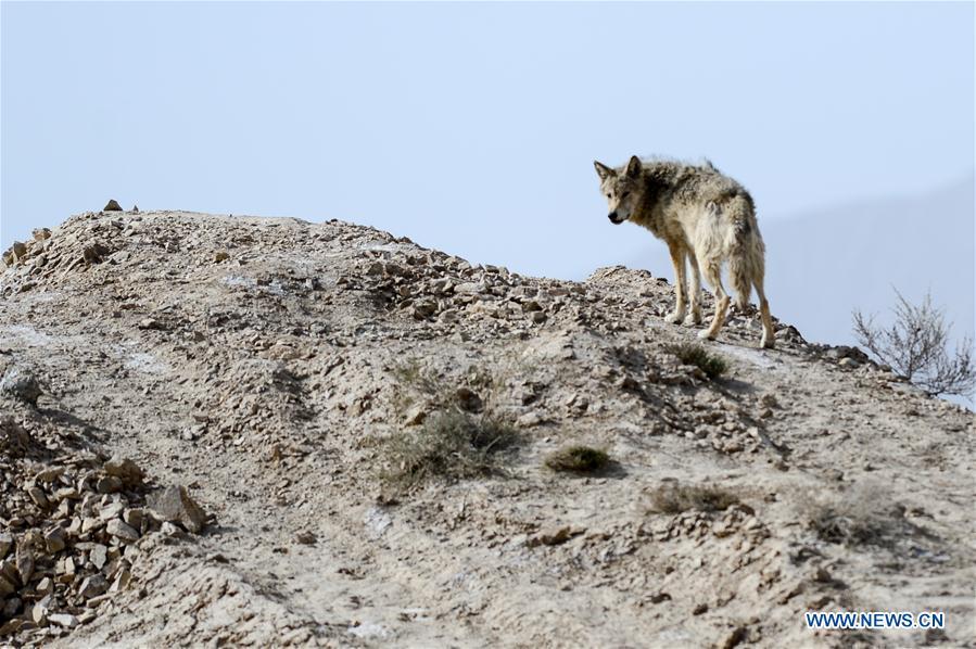 Photo taken on May 18, 2019 shows a wolf in the Altun Mountains, northwest China\'s Xinjiang Uygur Autonomous Region. There is a nature reserve covering 45,000 square kilometers of the Atlun Mountains, which are home to many wild lives. A lot of effort has gone into environmental protection in Altun over the past few decades. Ecosystems have regenerated on the nature reserve since it was set up in the 1980s to keep poaching, illegal trespassing and mining at bay. Some 400 km away from the uninhabited reserve, 3,000 meters above sea level, the workers are building a railway connecting cities in the northwestern provinces of Xinjiang and Qinghai. They get along quite well with unlikely neighbors. (Xinhua/Ding Lei)