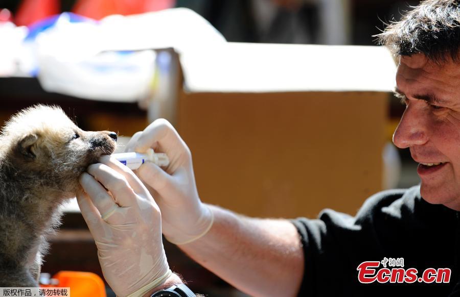 One of the seven Artic white wolf cubs is dewormed on May 23, 2019 at the zoological park of Amneville, during a general auscultation including a deworming, a weighing and a tagging. (Photo/Agencies)