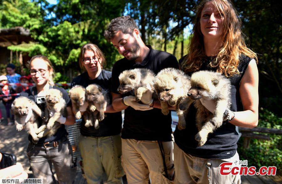 Zoo staff hold seven Artic white wolf cubs on May 23, 2019 at the zoological park of Amneville after an auscultation, a deworming, a weighing and a tagging. (Photo/Agencies)