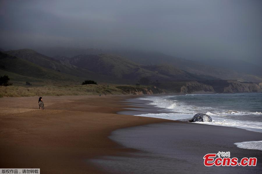 A beachgoer looks at a dead gray whale on Limantour Beach at Point Reyes National Seashore in Point Reyes Station, north of San Francisco, California, U.S., May 23, 2019.  (Photo/Agencies)