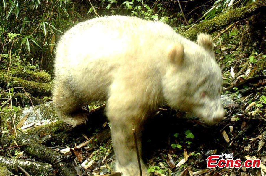 A rare all-white panda has been captured on cameras in the Wolong National Nature Reserve in Southwest China\'s Sichuan province, the reserve management authorities said on Saturday. The panda was captured in mid-April by an infrared camera about 2,000 meters above sea level in the wild, the authorities said. The panda has no spots on its body and its eyes look red. It was crossing the forest at the time.(Photo provided to China News Service)