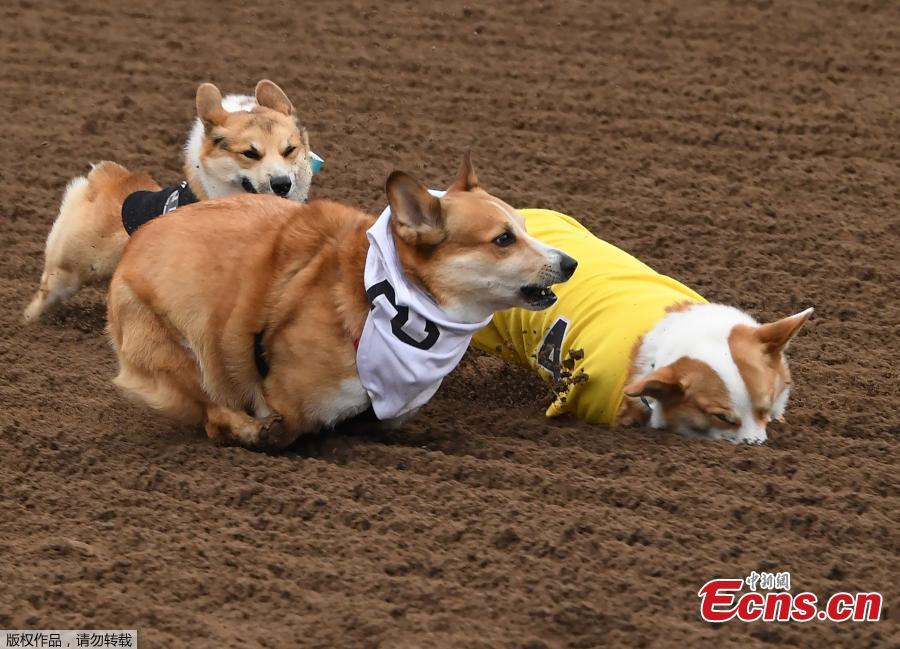Corgi dogs race during the Southern California \