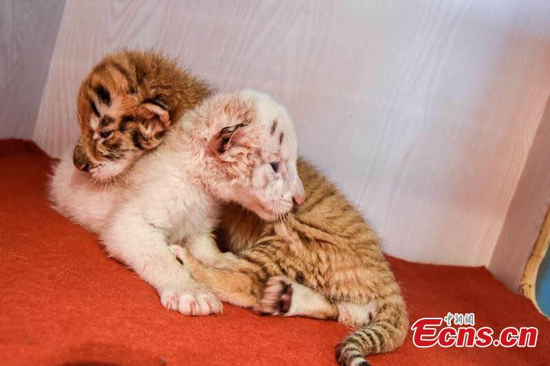Twin tiger cubs celebrate their one-month anniversary at Hangzhou Safari Park in Hangzhou City, East China’s Zhejiang Province, May 26, 2019.  The pair are considered rare as one is a golden tabby tiger and one a white tiger, both coloured versions of the Bengal Tiger subspecies. (Photo provided to China News Service)
