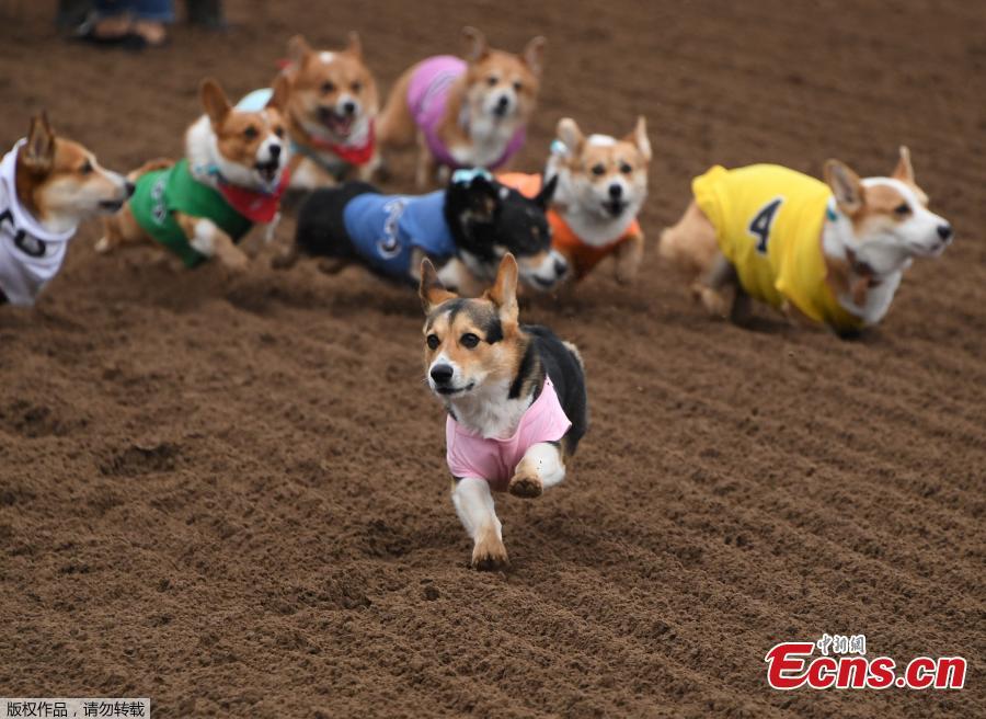 Corgi dogs race during the Southern California \