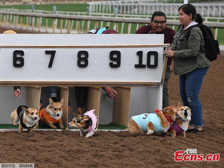 Corgi dogs race during the Southern California \