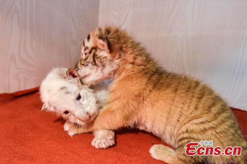 Twin tiger cubs celebrate their one-month anniversary at Hangzhou Safari Park in Hangzhou City, East China’s Zhejiang Province, May 26, 2019.  The pair are considered rare as one is a golden tabby tiger and one a white tiger, both coloured versions of the Bengal Tiger subspecies. (Photo provided to China News Service)
