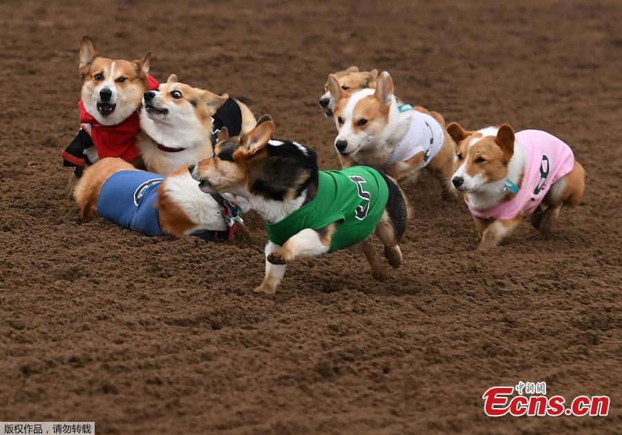 Corgi dogs race during the Southern California \