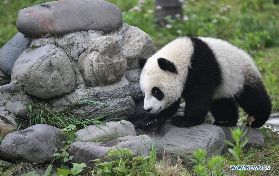 Photo taken on May 26, 2019 shows a baby giant panda at the \