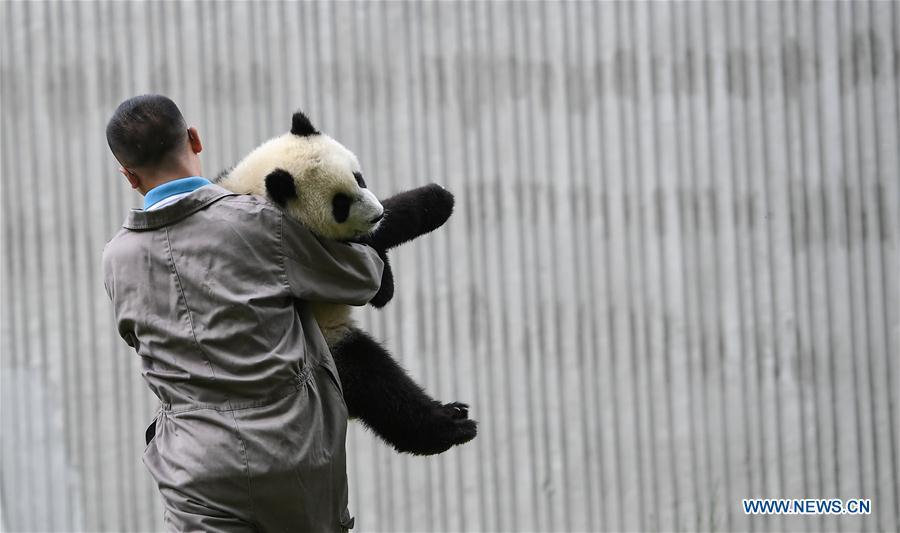 A breeder takes care of a baby giant panda at the \