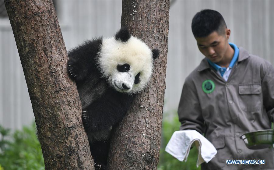 Photo taken on May 26, 2019 shows a baby giant panda at the \