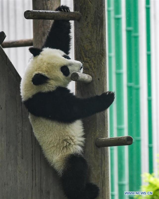 Photo taken on May 26, 2019 shows a baby giant panda at the \