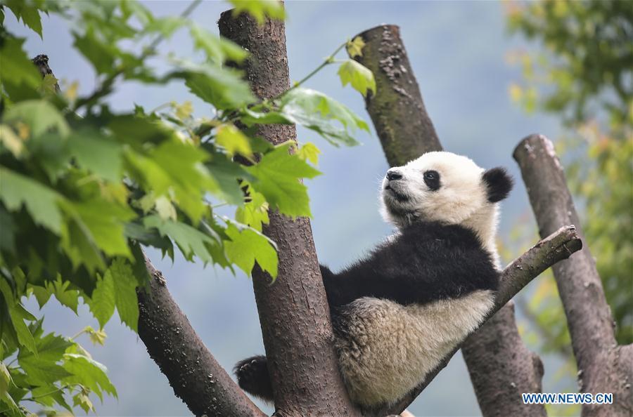 Photo taken on May 26, 2019 shows a baby giant panda at the \