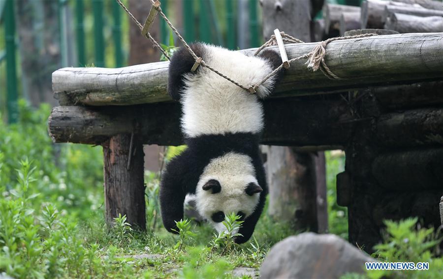 Photo taken on May 26, 2019 shows a baby giant panda at the \