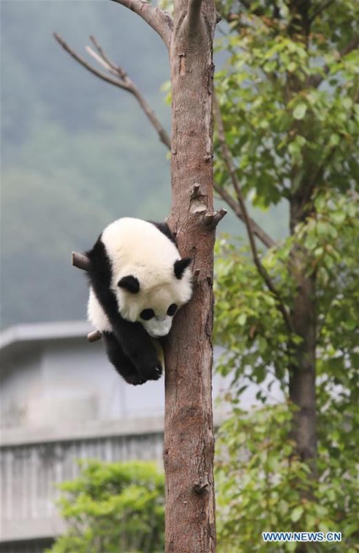 Photo taken on May 25, 2019 shows a baby giant panda at the \