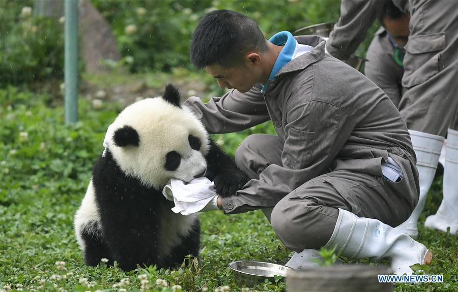 A breeder takes care of a baby giant panda at the \