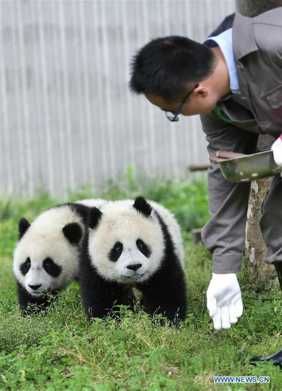 A breeder takes care of baby giant pandas at the \