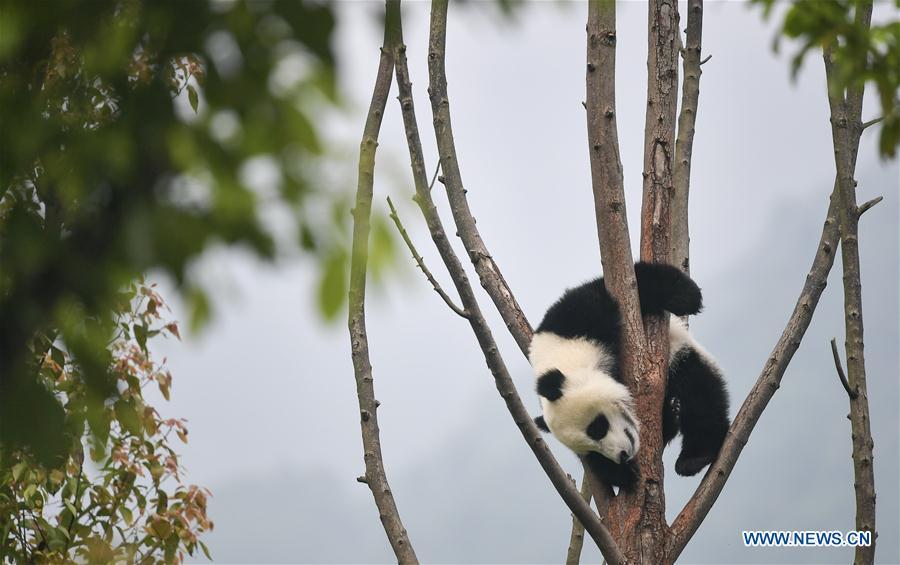 Photo taken on May 25, 2019 shows a baby giant panda at the \