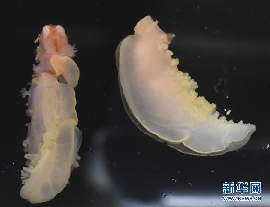 A marine organism found by unmanned remote sensing submersible Faxian (Discovery), which was released from the research vessel Kexue (Science) in the Mariana Trench, the world\'s deepest natural trench, May 27, 2019. Researchers will study the topography, hydrology and bioecology of the western Pacific Ocean\'s typical seamount during an expedition to the little-known seamounts in the Mariana Trench. (Photo/Xinhua)