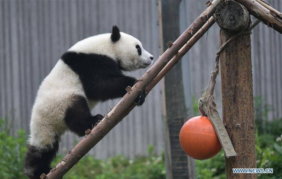 Photo taken on May 26, 2019 shows a baby giant panda at the \