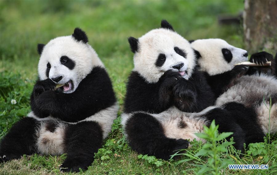 Photo taken on May 25, 2019 shows baby giant pandas at the \