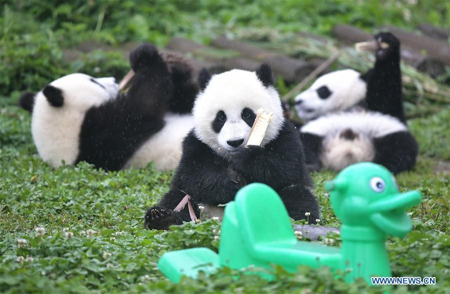 Photo taken on May 26, 2019 shows baby giant pandas at the \