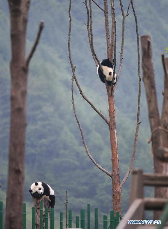 Photo taken on May 25, 2019 shows baby giant pandas at the \