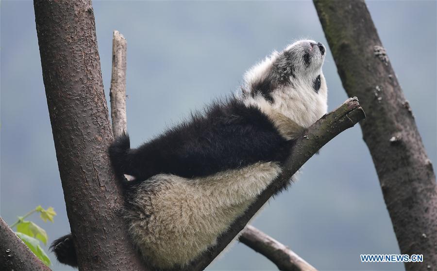 Photo taken on May 26, 2019 shows a baby giant panda at the \