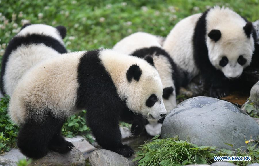 Photo taken on May 26, 2019 shows baby giant pandas at the \