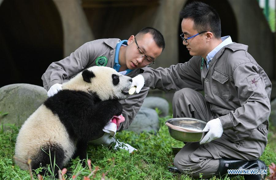 Breeders take care of a baby giant panda at the \