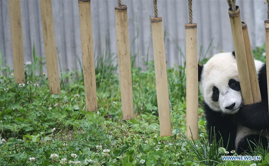 Photo taken on May 26, 2019 shows a baby giant panda at the \