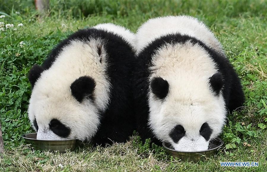 Photo taken on May 26, 2019 shows baby giant pandas at the \