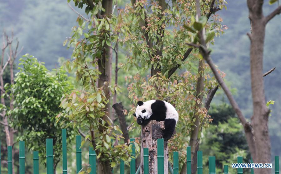 Photo taken on May 25, 2019 shows a baby giant panda at the \