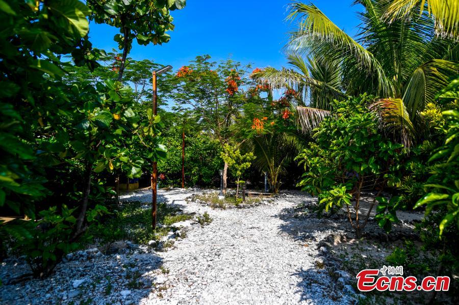 A view of Ganquan Island in the Xisha Yongle Islands group in South China\'s Hainan Province, May 22, 2019. Named after a freshwater well, the lush, oval-shaped island covers an area of 0.3 square kilometers. The remains of a settlement dating back to the Tang and Song dynasties was found there in March 1974, and the site was later listed as a national key cultural relics site. (Photo: China News Service/Luo Yunfei)