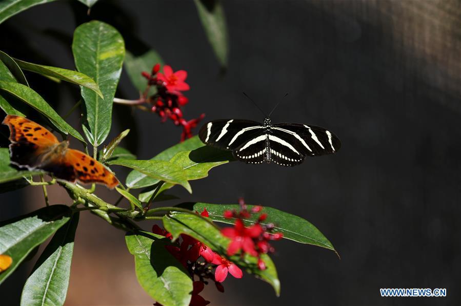 Butterflies rest on leaves at the Butterfly Pavilion of the Natural History Museum of Los Angeles County in Los Angeles, the United States, May 27, 2019. The butterfly exhibition at the Natural History Museum of Los Angeles County showcases hundreds of butterflies and the plants that surround them. (Xinhua/Li Ying)