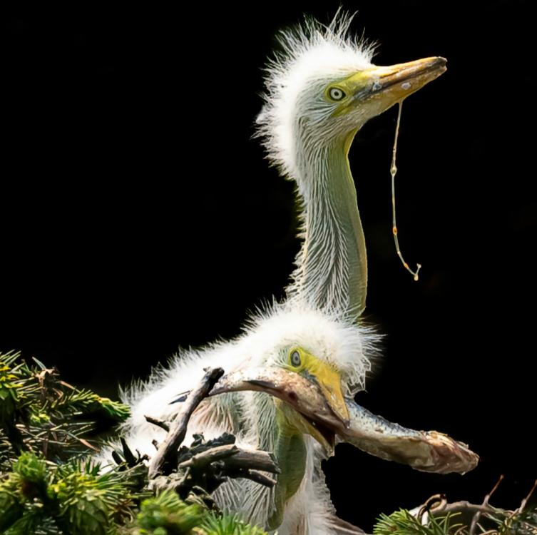 Egrets are seen in Xiangshan Forest Park in Nanchang city, Jiangxi Province, in May 2019. (Photo by Xu Nanping/for chinadaily.com.cn)