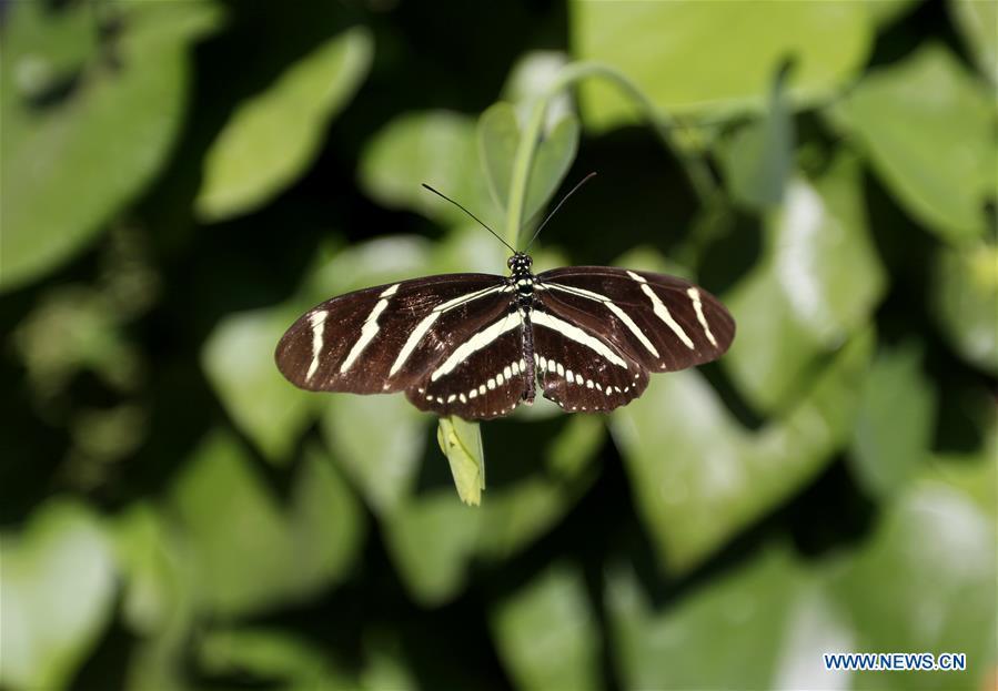 A butterfly rests on leaves at the Butterfly Pavilion of the Natural History Museum of Los Angeles County in Los Angeles, the United States, May 27, 2019. The butterfly exhibition at the Natural History Museum of Los Angeles County showcases hundreds of butterflies and the plants that surround them. (Xinhua/Li Ying)