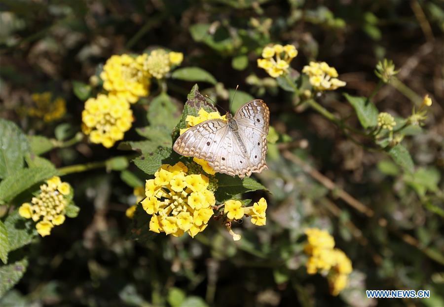 A butterfly is seen among flowers at the Butterfly Pavilion of the Natural History Museum of Los Angeles County in Los Angeles, the United States, May 27, 2019. The butterfly exhibition at the Natural History Museum of Los Angeles County showcases hundreds of butterflies and the plants that surround them. (Xinhua/Li Ying)