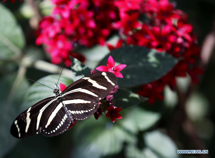 A butterfly rests on flowers at the Butterfly Pavilion of the Natural History Museum of Los Angeles County in Los Angeles, the United States, May 27, 2019. The butterfly exhibition at the Natural History Museum of Los Angeles County showcases hundreds of butterflies and the plants that surround them. (Xinhua/Li Ying)