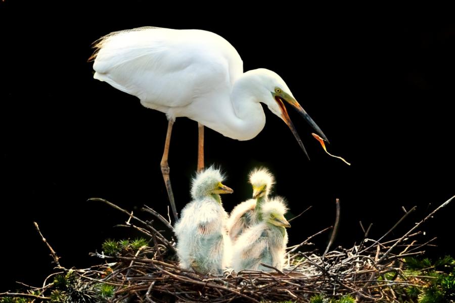 Egrets are seen in Xiangshan Forest Park in Nanchang city, Jiangxi Province, in May 2019. (Photo by Xu Nanping/for chinadaily.com.cn)