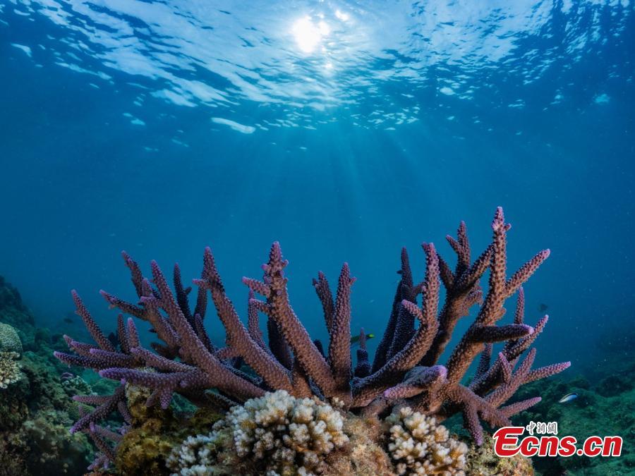 A photograph of coral underwater at the Wuzhizhou Island scenic spot as captured by photographer Zhou Jiajun during a four-day photo contest in Sanya City, Hainan Province. (Photo/China News Service)