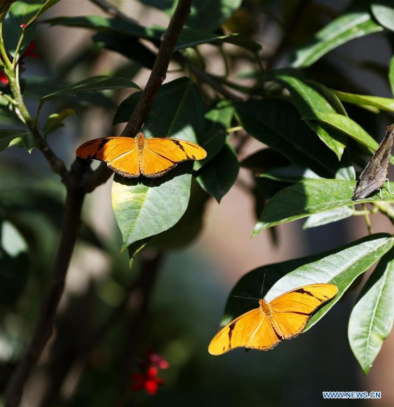 Butterflies rest on leaves at the Butterfly Pavilion of the Natural History Museum of Los Angeles County in Los Angeles, the United States, May 27, 2019. The butterfly exhibition at the Natural History Museum of Los Angeles County showcases hundreds of butterflies and the plants that surround them. (Xinhua/Li Ying)