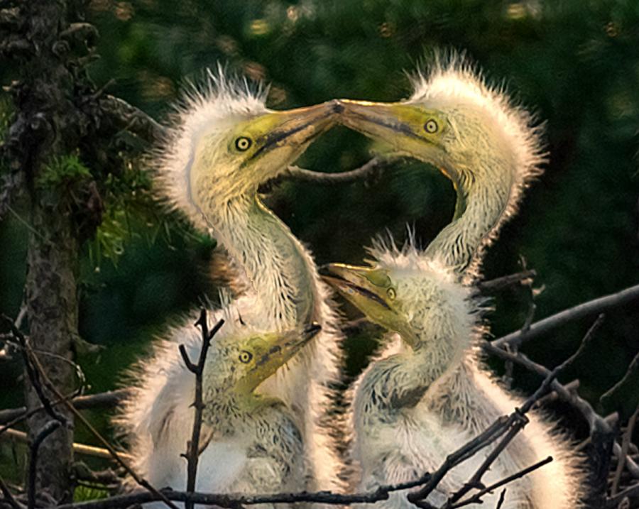 Egrets are seen in Xiangshan Forest Park in Nanchang city, Jiangxi Province, in May 2019. (Photo by Xu Nanping/for chinadaily.com.cn)