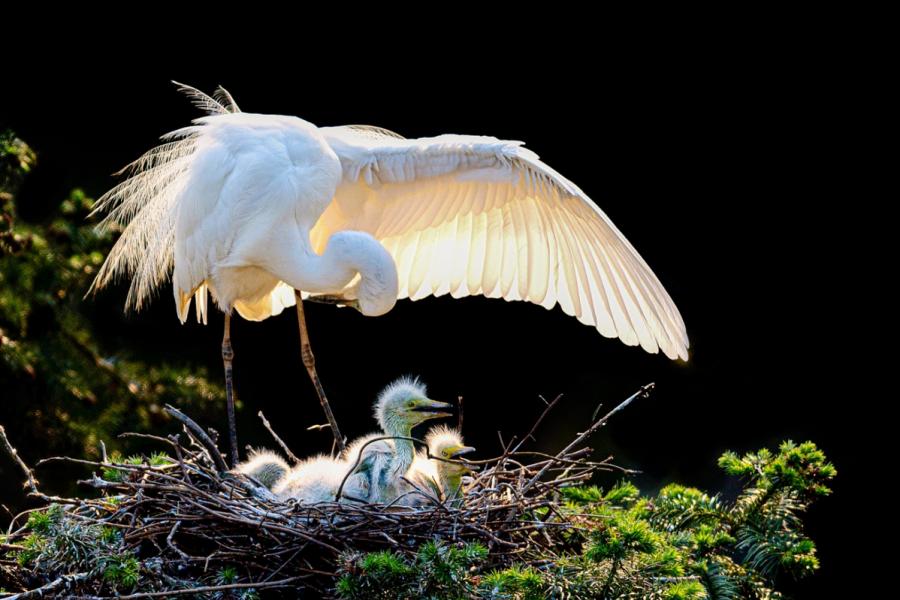 Egrets are seen in Xiangshan Forest Park in Nanchang city, Jiangxi Province, in May 2019. (Photo by Xu Nanping/for chinadaily.com.cn)
