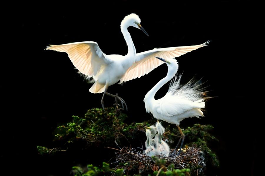 Egrets are seen in Xiangshan Forest Park in Nanchang city, Jiangxi Province, in May 2019. (Photo by Xu Nanping/for chinadaily.com.cn)

The egrets in Xiangshan Forest Park in Nanchang city, Jiangxi Province, have entered their breeding season. About 300,000 birds have come to live, nest and breed in the park since earlier this month.

Pairs of egrets hatch eggs alternately, with one staying at home while the other goes outside to seek food.

A pair of egrets together in a nest creates a heartwarming scene. While one bird glides and flies into the nest, the other one at home offers a greeting. To show affection, the birds make gestures that look like kissing each other on the neck.

Once their chicks hatch, the heron pair will begin their most difficult process -- feeding the young herons and spreading their wings to protect the chicks from wind and rain.