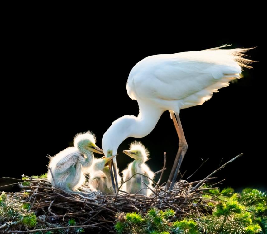 Egrets are seen in Xiangshan Forest Park in Nanchang city, Jiangxi Province, in May 2019. (Photo by Xu Nanping/for chinadaily.com.cn)