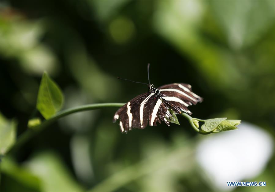 A butterfly is seen on leaves at the Butterfly Pavilion of the Natural History Museum of Los Angeles County in Los Angeles, the United States, May 27, 2019. The butterfly exhibition at the Natural History Museum of Los Angeles County showcases hundreds of butterflies and the plants that surround them. (Xinhua/Li Ying)